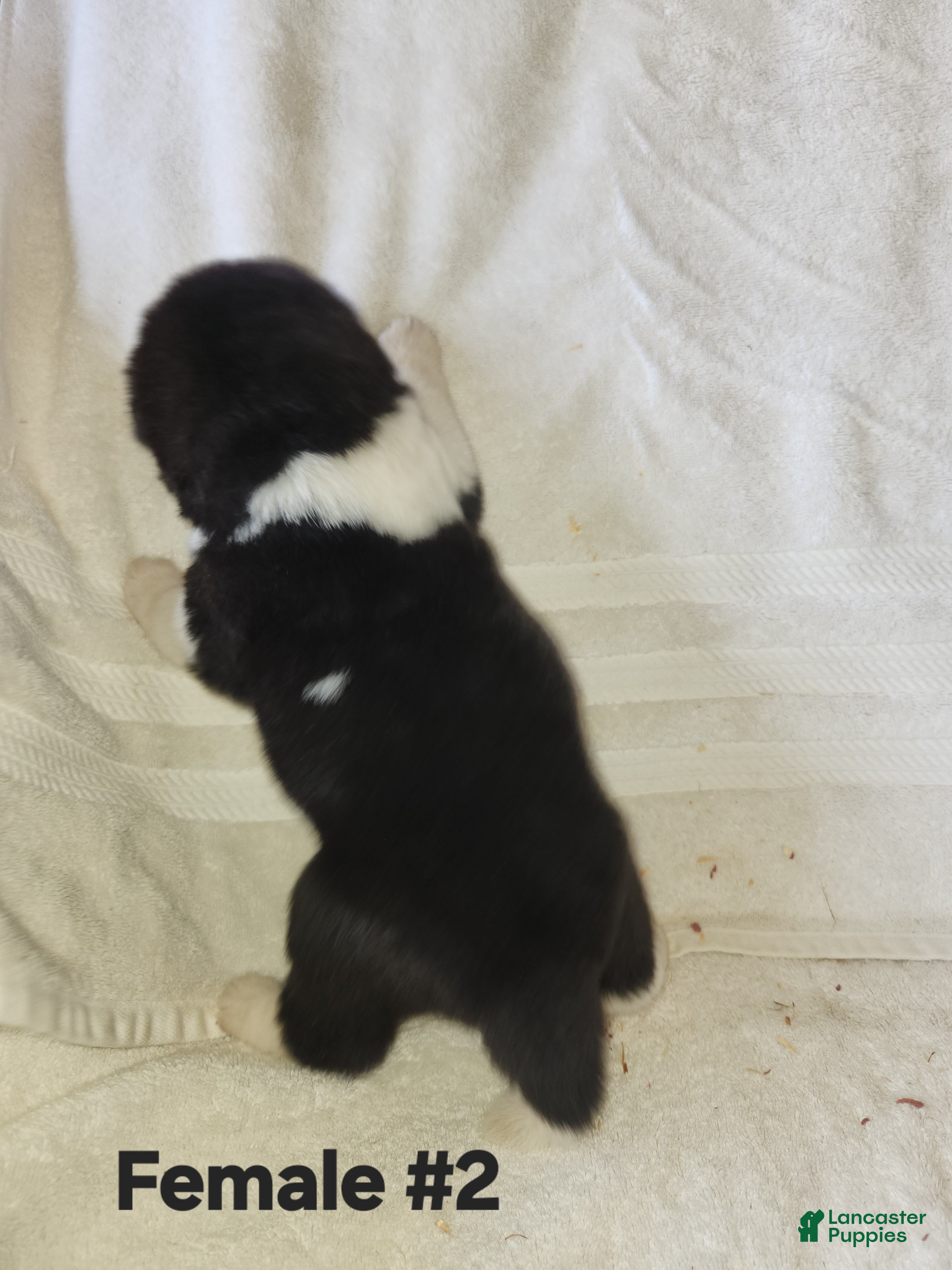 Akita dogs Akita Puppy 4 Not available  - Ad 1