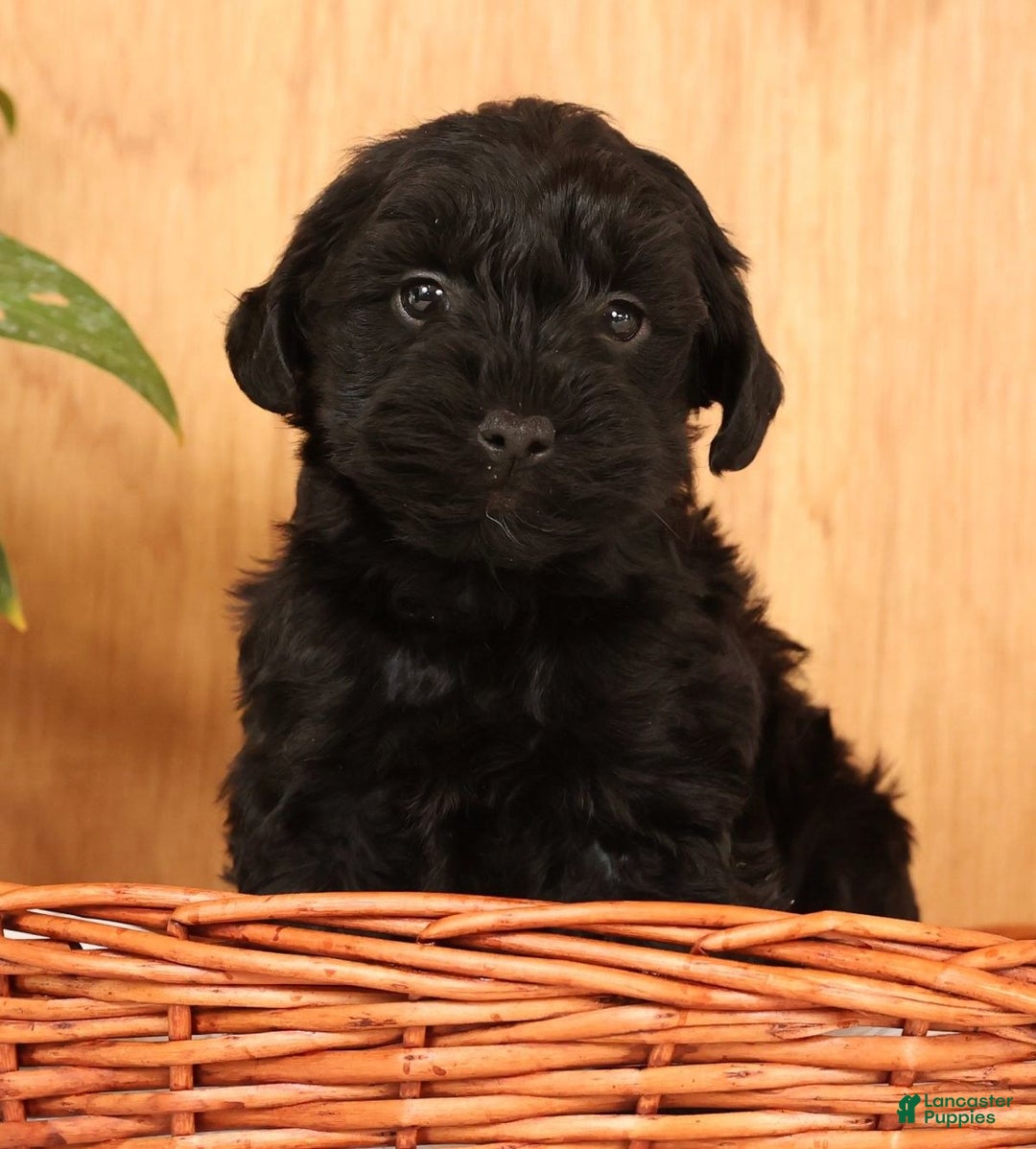Yorkiepoo dogs for sale: Dex - Ad 10