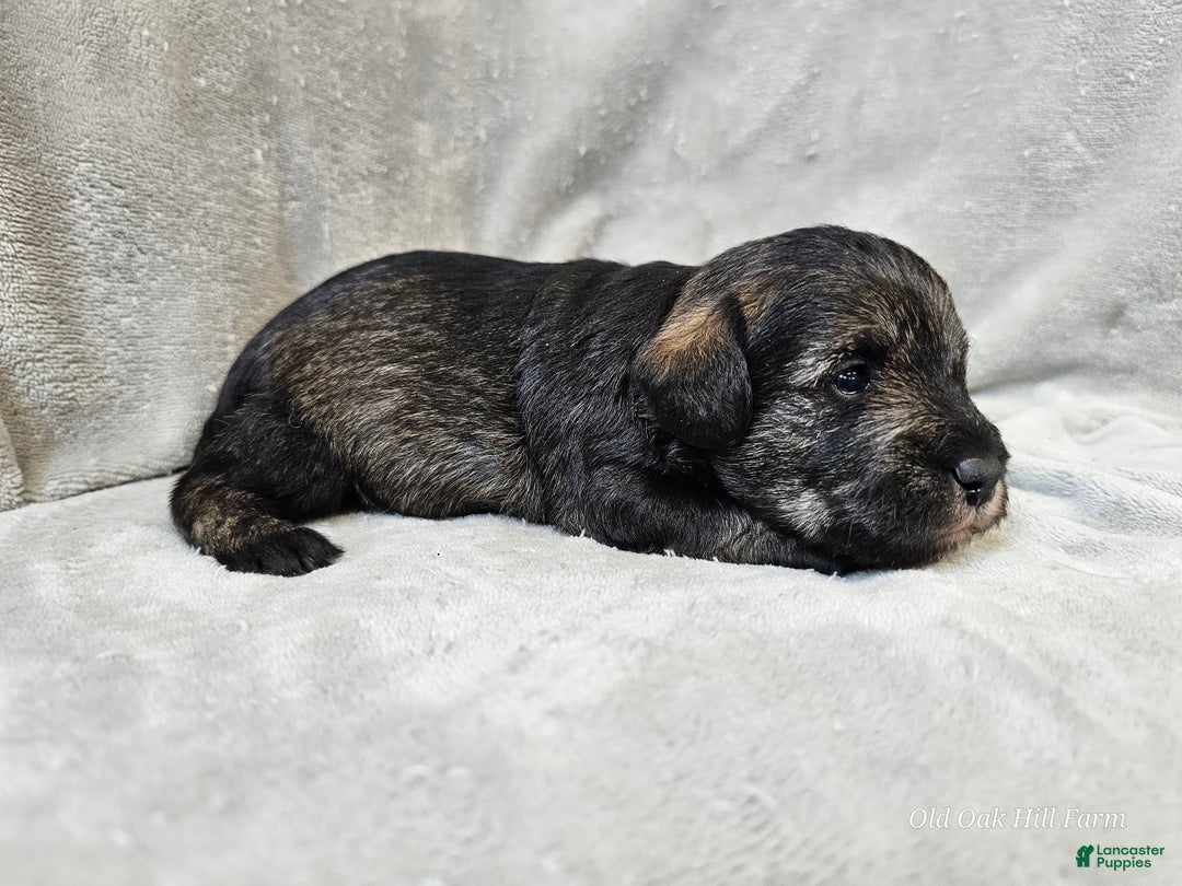 Mixed Breed dogs for sale: Kenny - Ad 9