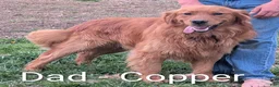 Golden Retriever dogs for sale: Roxie - Ad 7