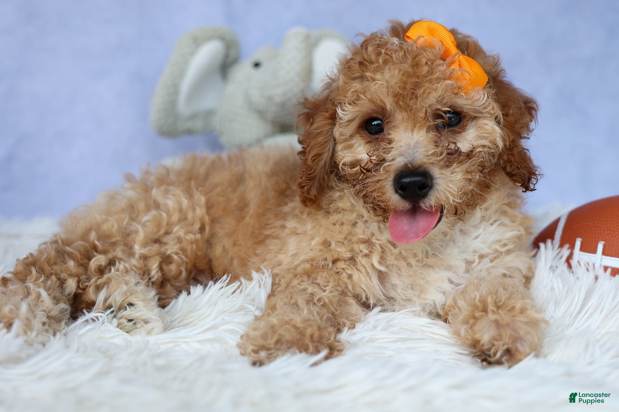 Miniature Poodle dogs WAYNE - Ad 2