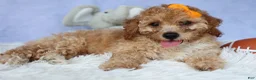 Miniature Poodle dogs for sale: WAYNE - Ad 2