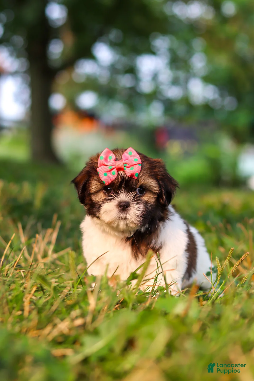 Shih Tzu dogs for sale: Rosie - Ad 10