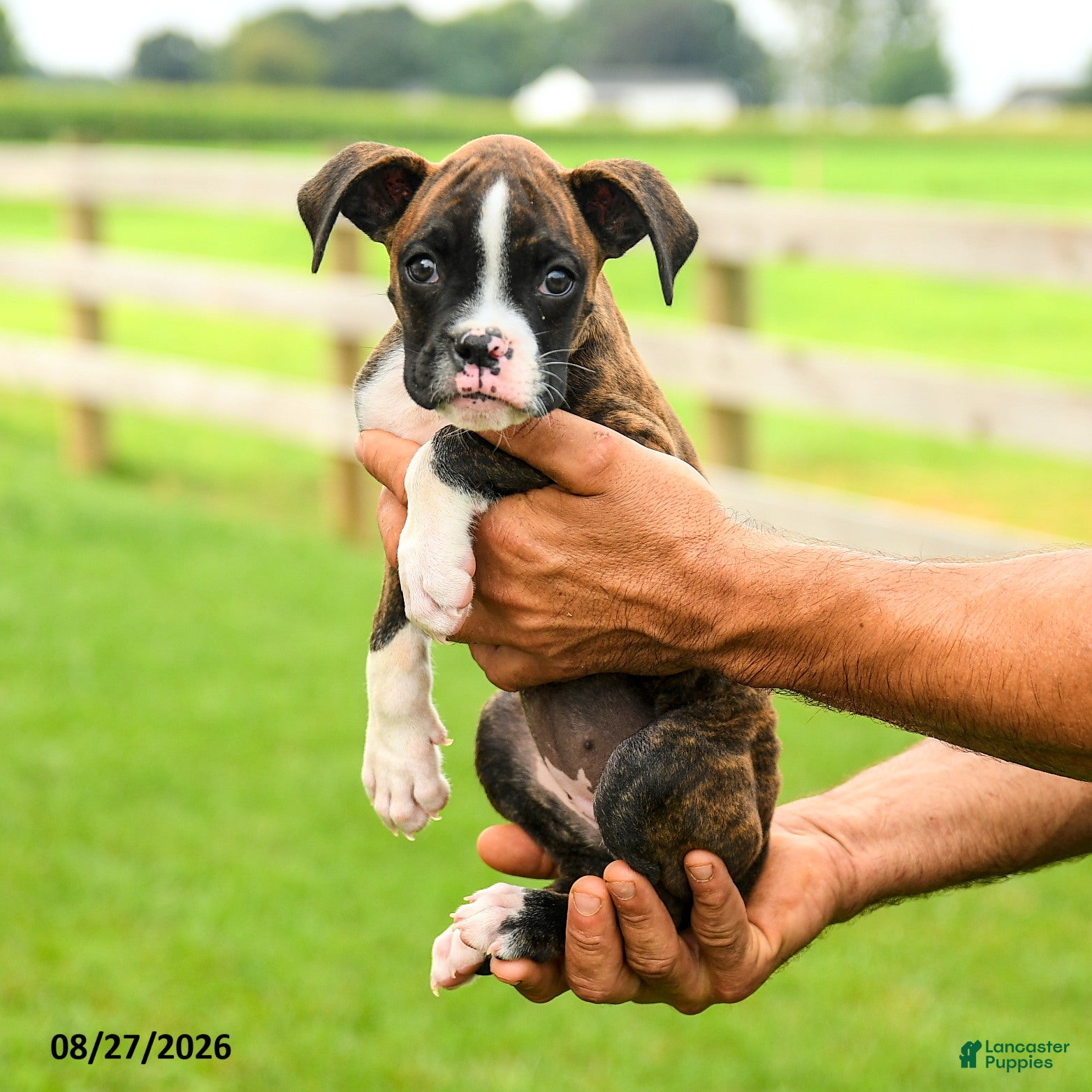 Boxer dogs Sadie - Ad 1