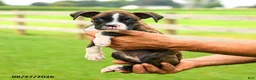 Boxer dogs for sale: Sadie - Ad 1