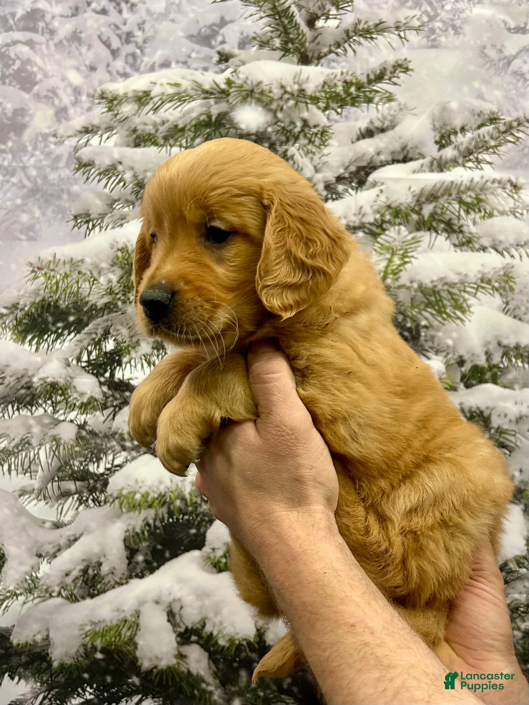 Golden Retriever dogs for sale: King - Ad 4