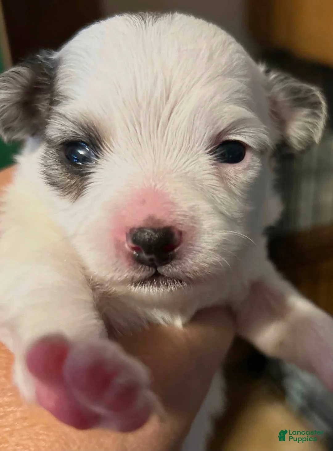 Chihuahua dogs for sale: Chihuahua 1 - Ad 1