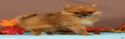Pomeranian dogs for sale: Button - Ad 3