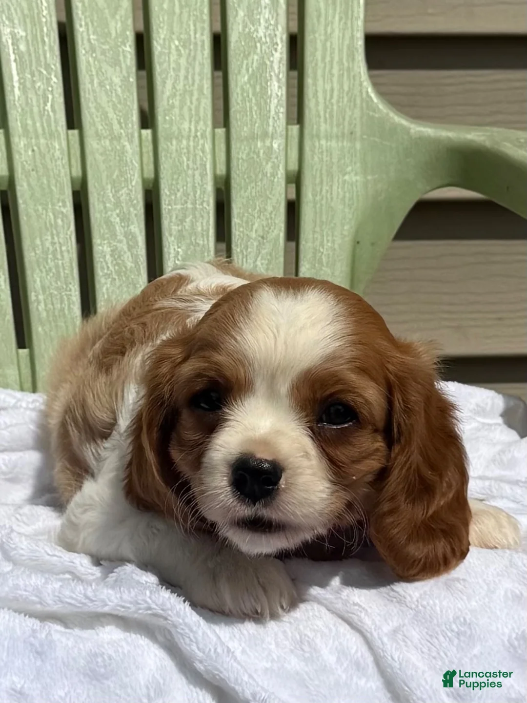 Cavalier King Charles Spaniel dogs for sale: Cavalier King Charles Spaniel 4 - Ad 5