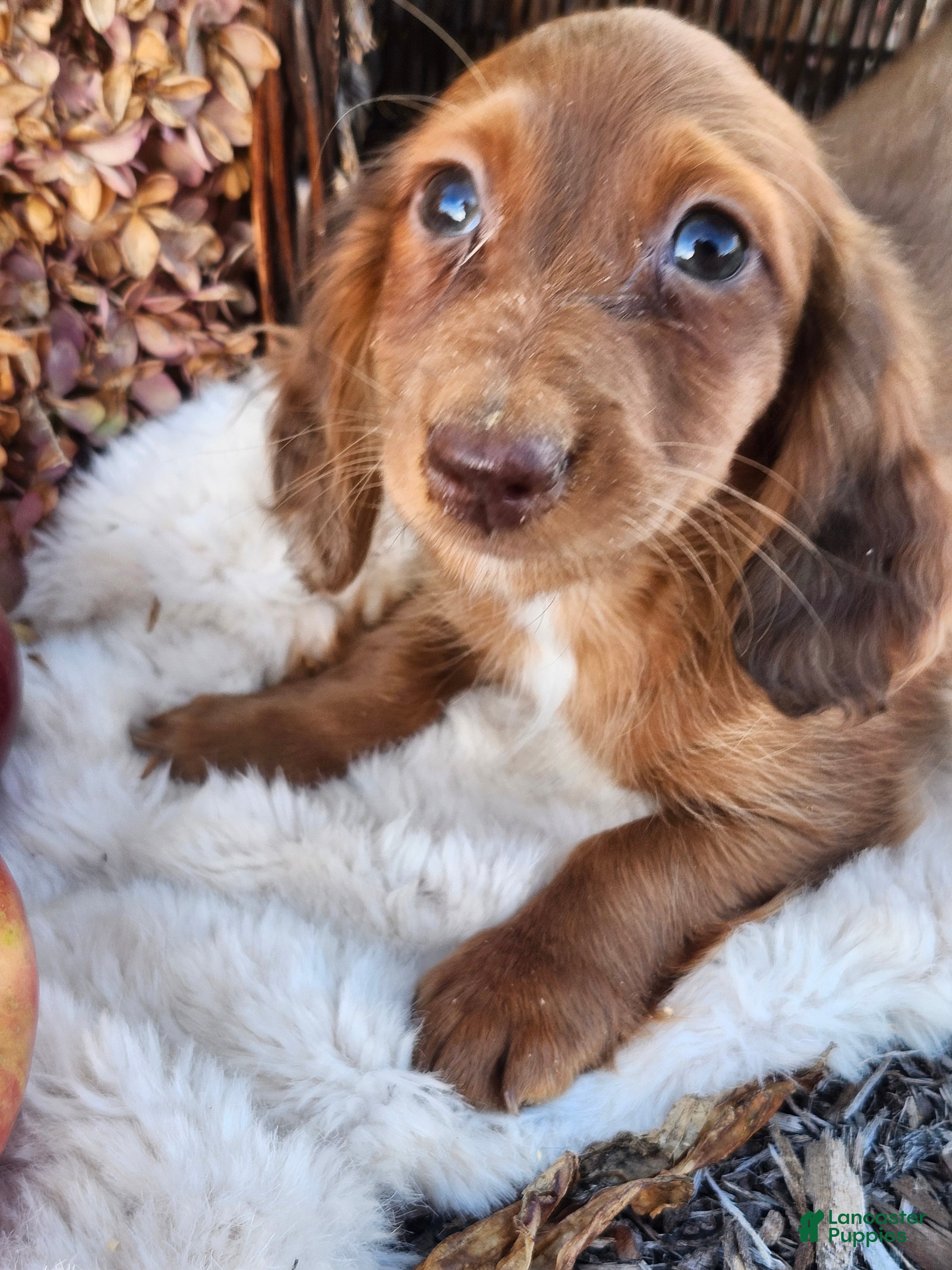 Miniature Dachshund dogs for sale: Rusty  - Ad 1