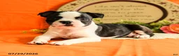 Boston Terrier dogs for sale: Zipper - Ad 4