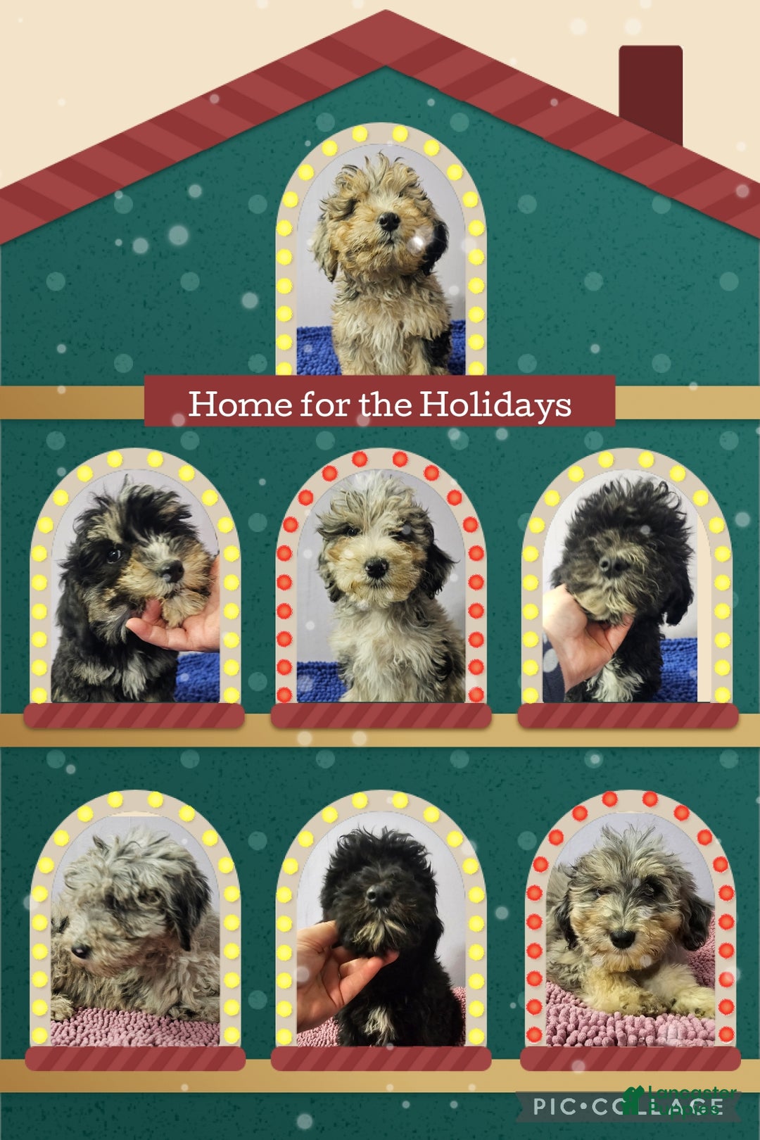 Sheepadoodle dogs for sale: Purple collar girl Sheepadoodle  - Ad 1