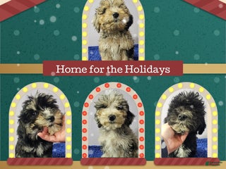 Sheepadoodle dogs Purple collar girl Sheepadoodle - Ad 11