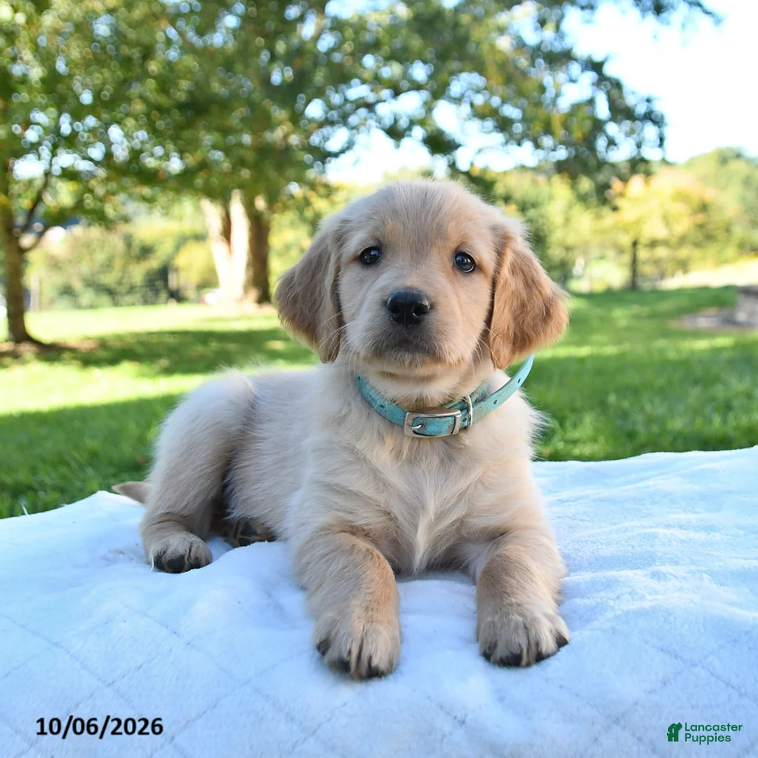 Golden Retriever dogs for sale: Abby - Ad 1