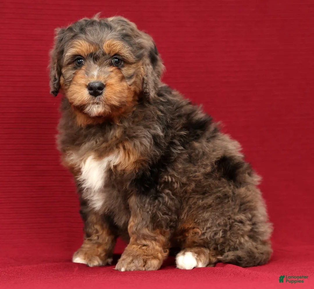 Mini Bernedoodle dogs for sale: Buddy - Ad 9