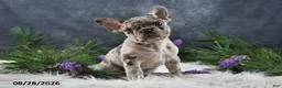 Frenchton dogs for sale: Macy - Ad 4