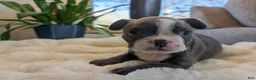 Frenchton dogs for sale: Lucky - Ad 27