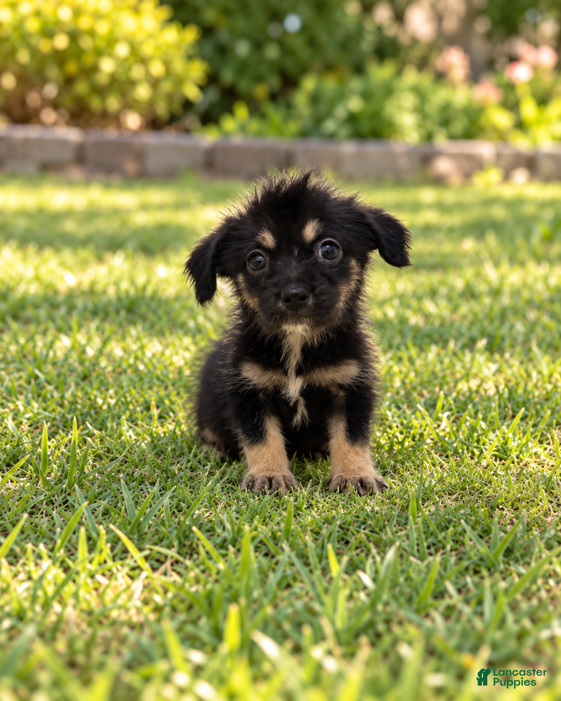 Cindy (Morkie, Female) in Cape Coral, FL