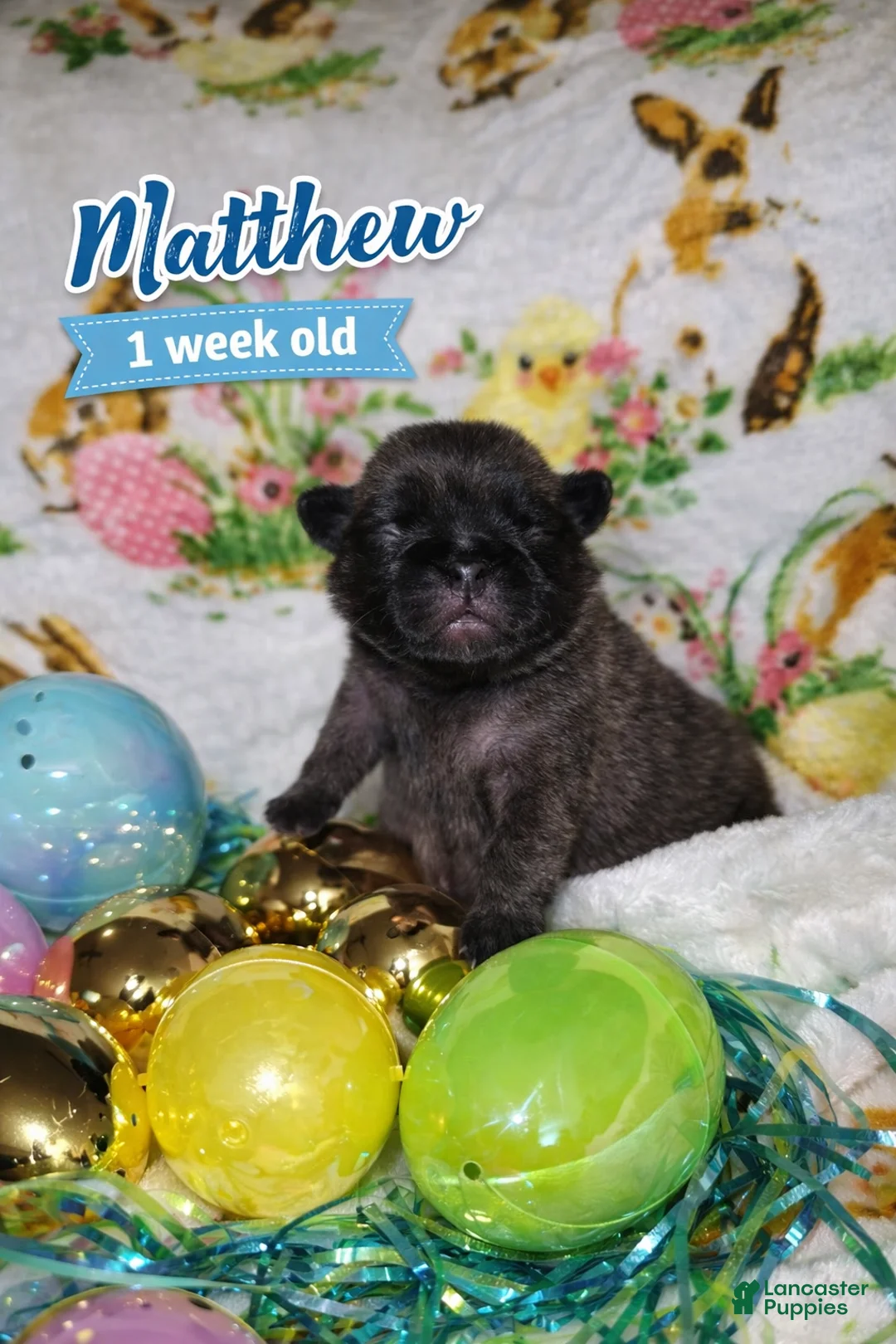 Pug dogs for sale: MATTHEW  - Ad 1