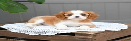 Cavalier King Charles Spaniel dogs for sale: Bailey - Ad 3