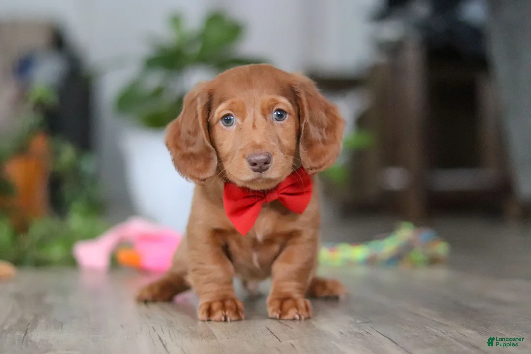 Miniature Dachshund dogs for sale: Maverick - Ad 2