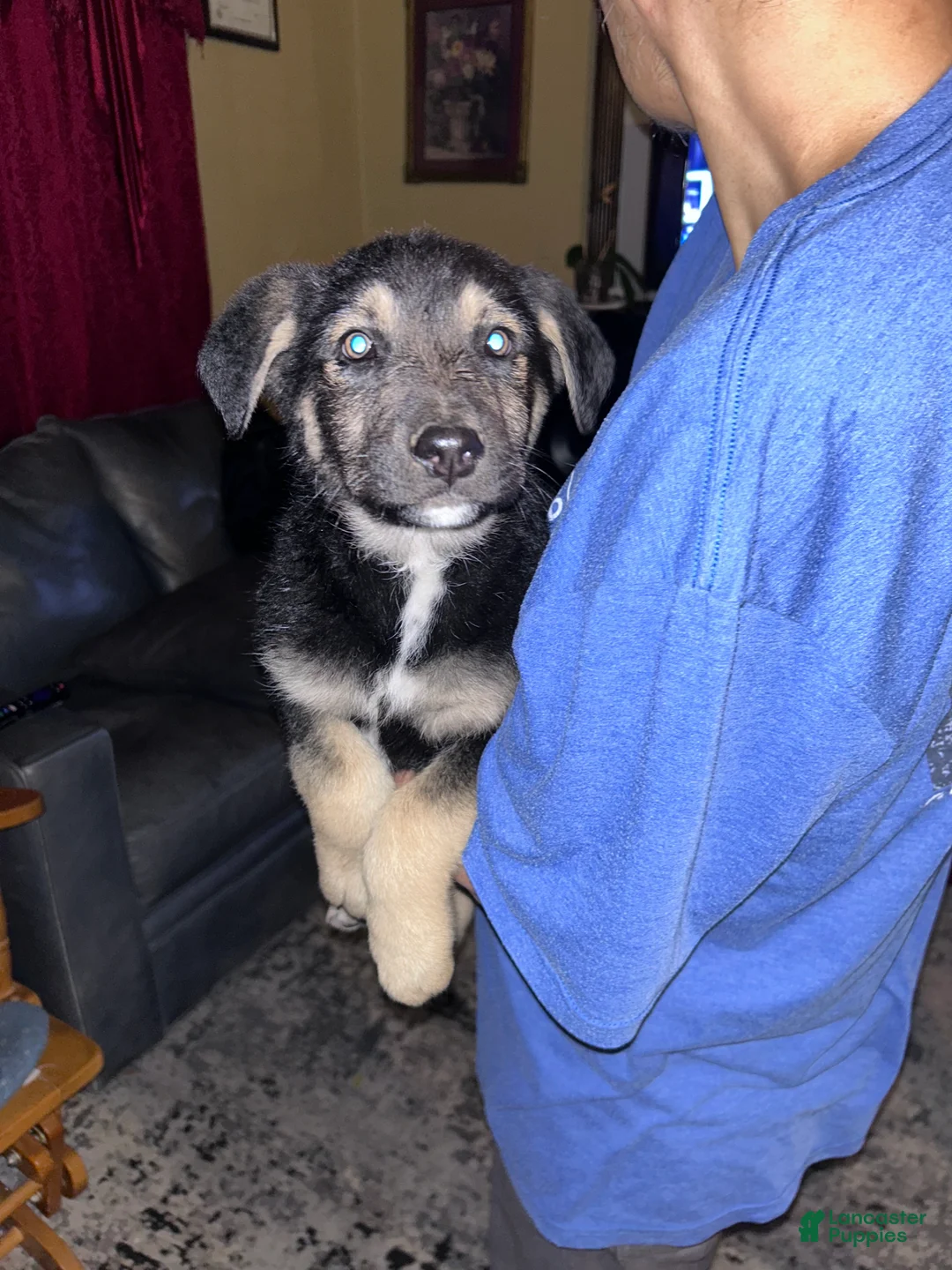Mixed Breed dogs for sale: Mixed Breed Puppy 1 - Ad 1