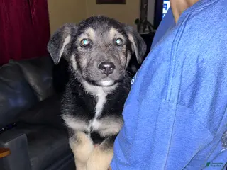 Mixed Breed dogs Mixed Breed Puppy 1 - Ad 6