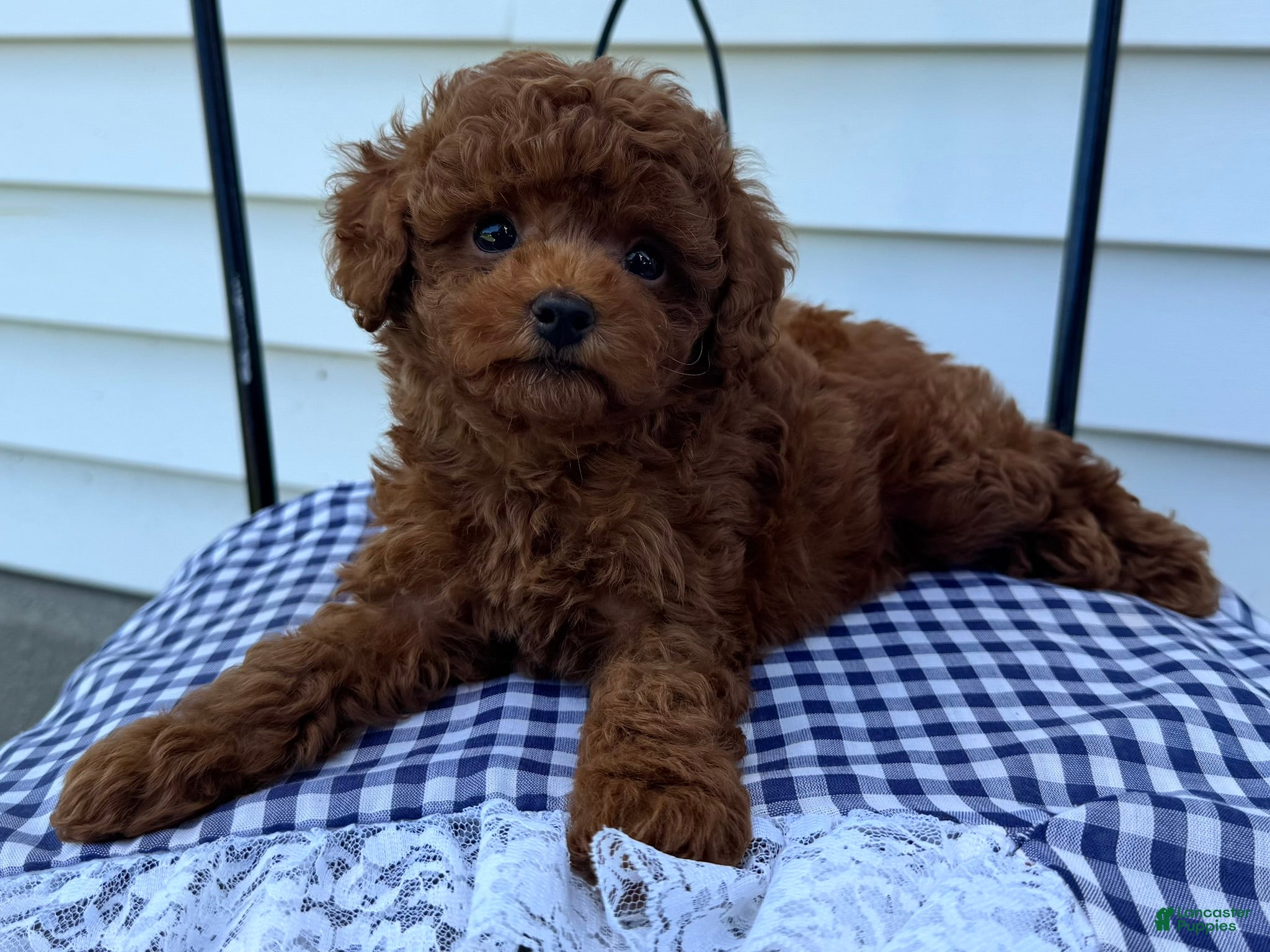Miniature Poodle dogs Tank - Ad 1