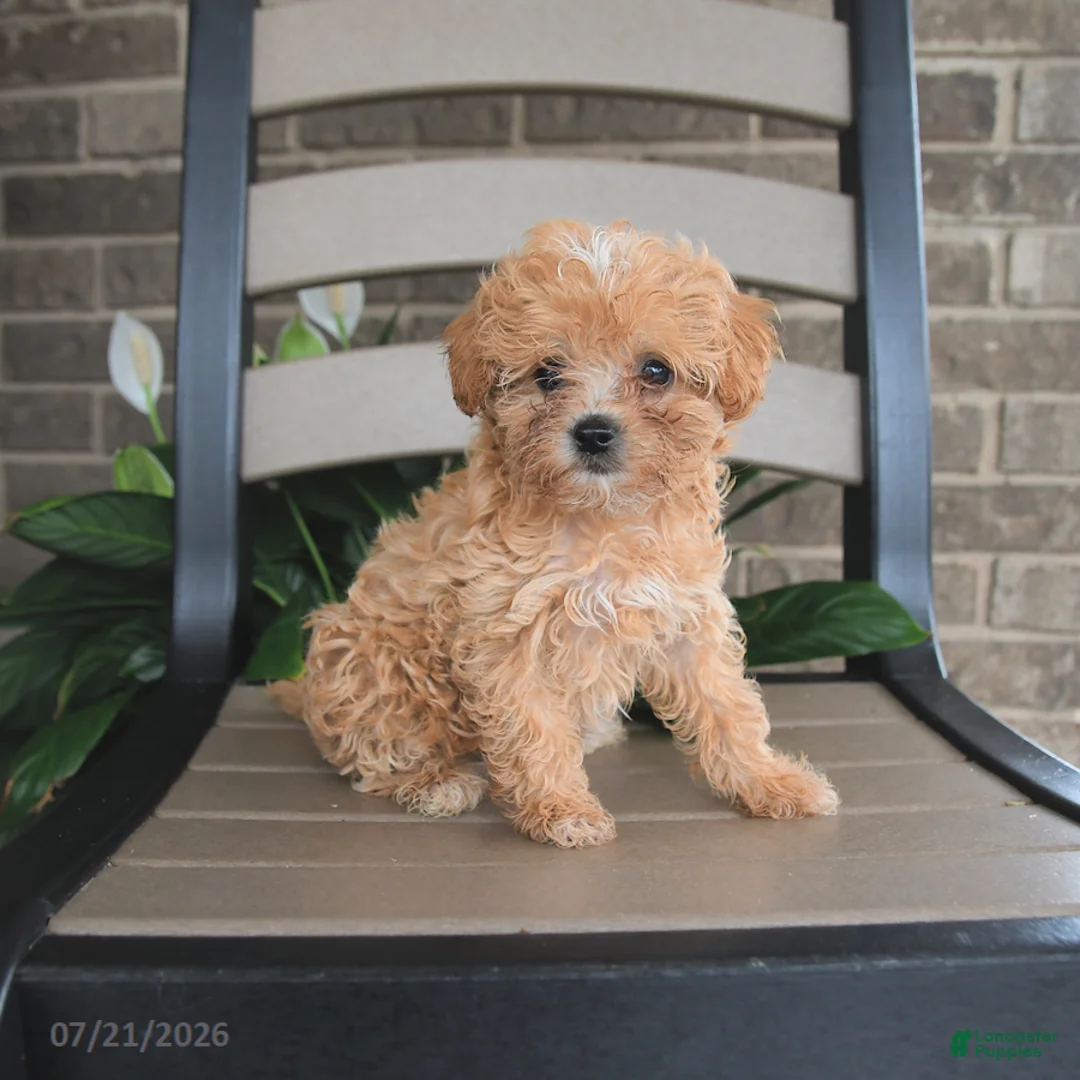 Havapoo dogs for sale: Atlas - Ad 1