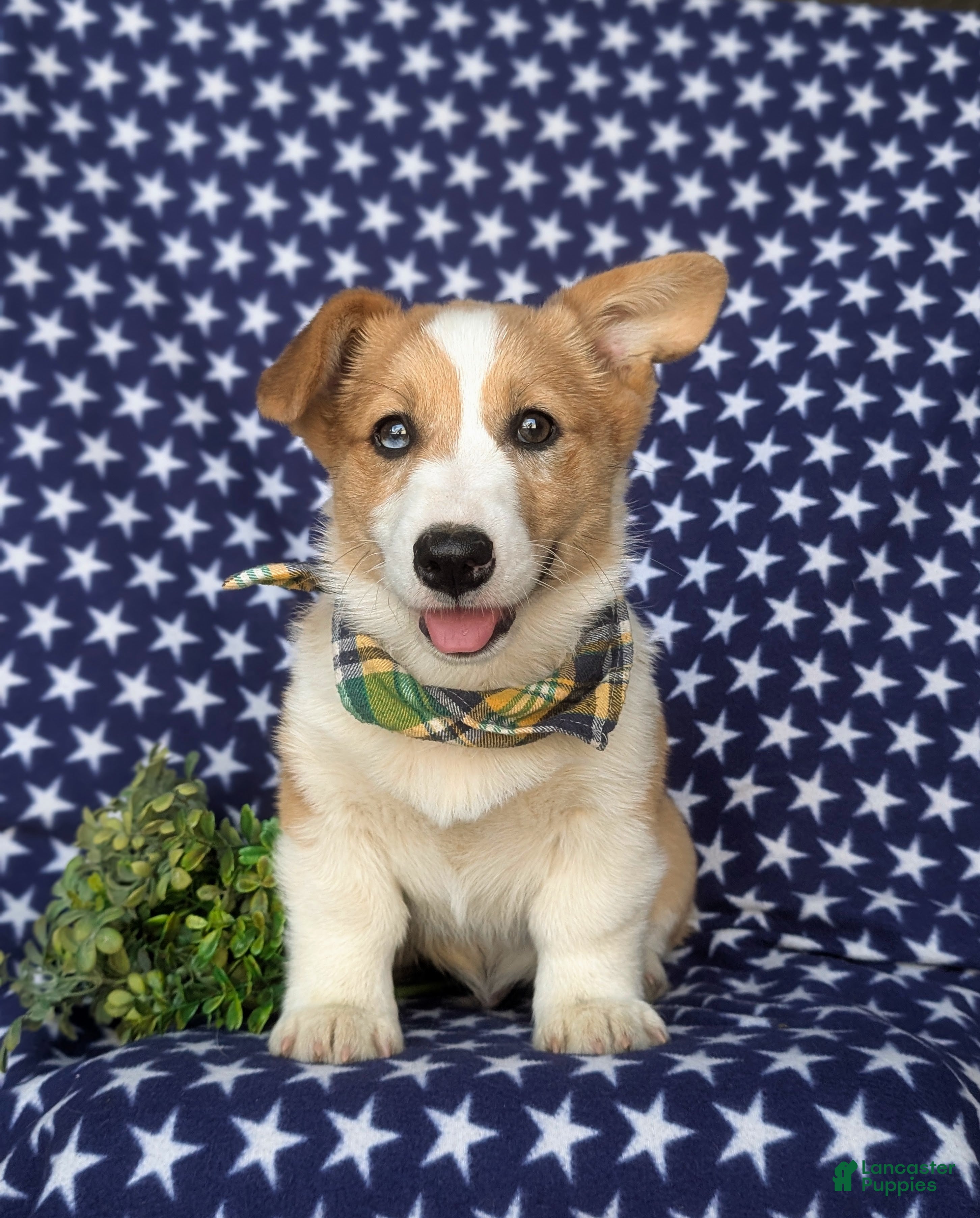 Welsh Corgi Pembroke dogs Geoffrey - Ad 2