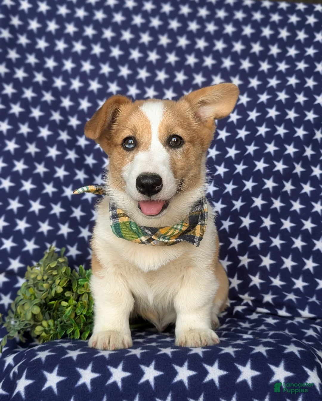 Welsh Corgi Pembroke dogs for sale: Geoffrey - Ad 2