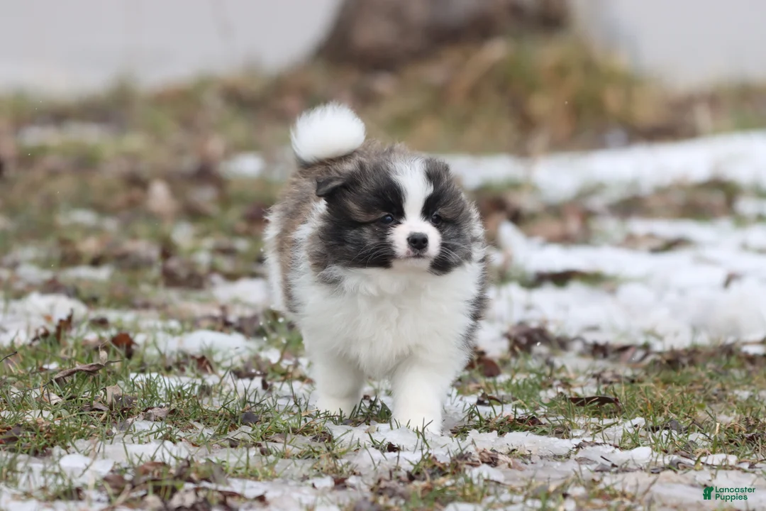 Pomeranian dogs for sale: Strudels  - Ad 2