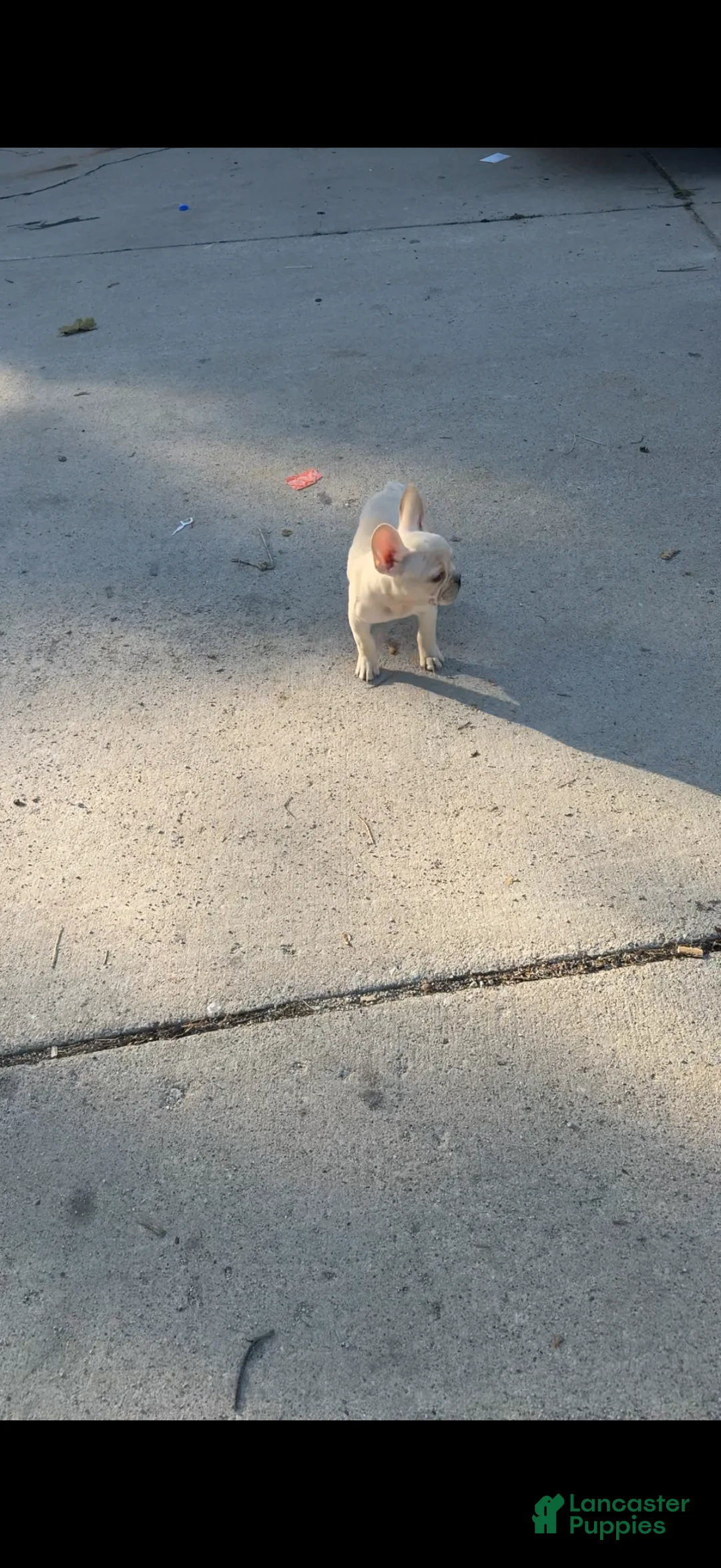 French Bulldog dogs for sale: Gucci - Ad 2