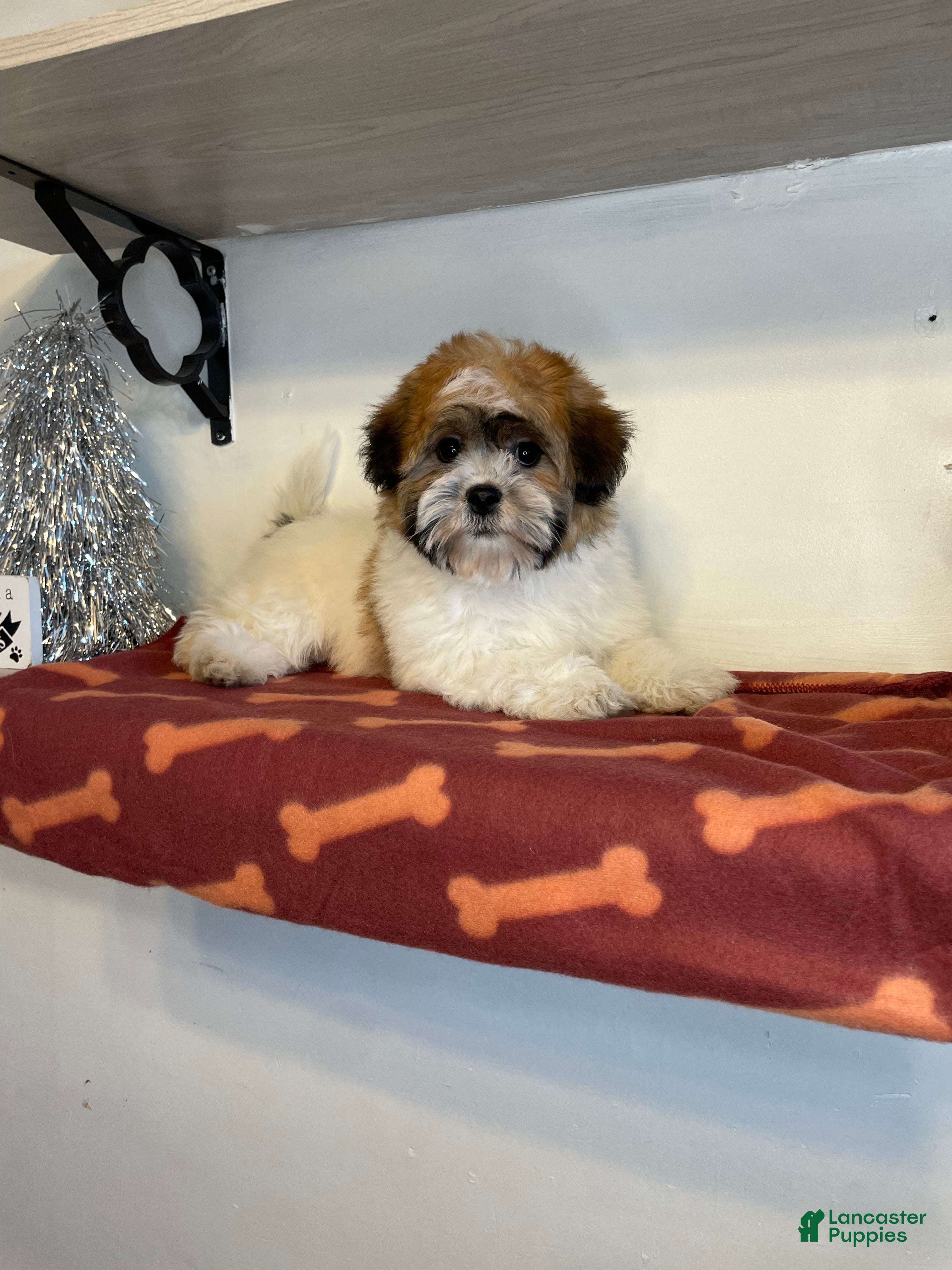 Shihpoo dogs Cupcake - Ad 41