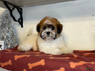 Shihpoo dogs Cupcake - Ad 41