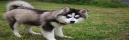 Pomsky dogs for sale: Easton - Ad 4