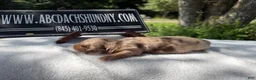 Miniature Dachshund dogs for sale: AKC Russian ch line - Ad 4