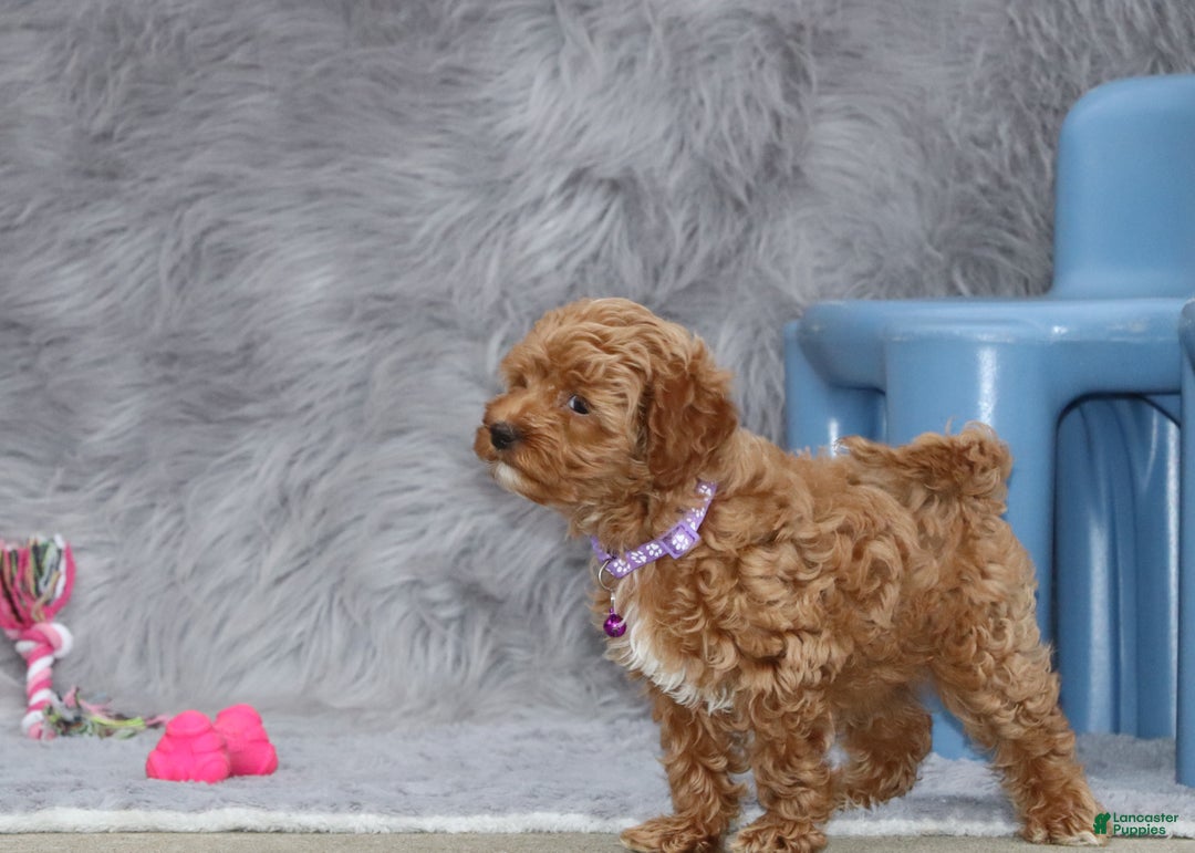 Havapoo dogs for sale: Eva 👨‍👨‍👧‍👦💞🐕 - Ad 22