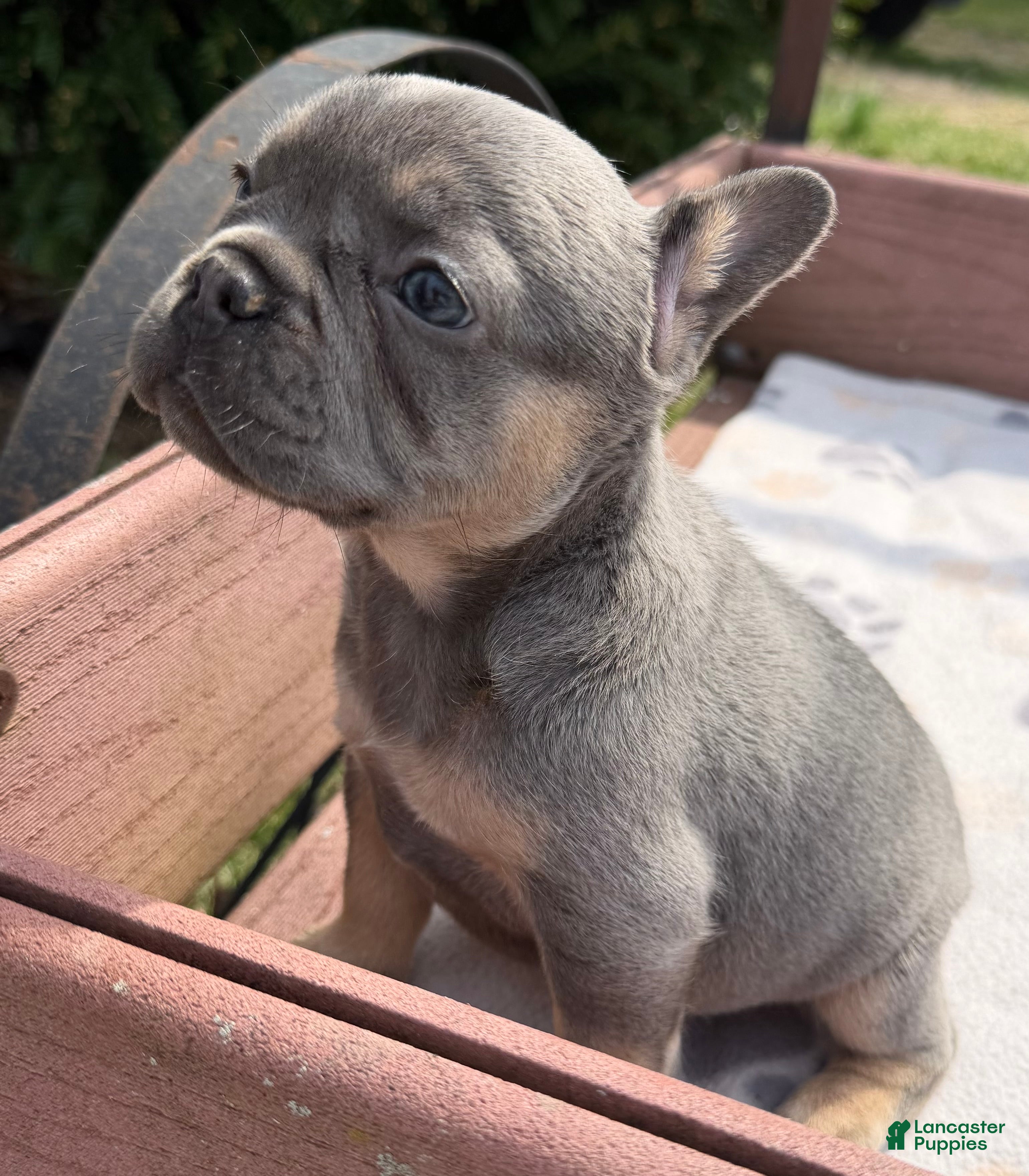French Bulldog dogs French Bulldog Puppy 7 - Ad 1