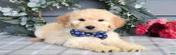 Goldendoodle dogs for sale: Freddie - Ad 2