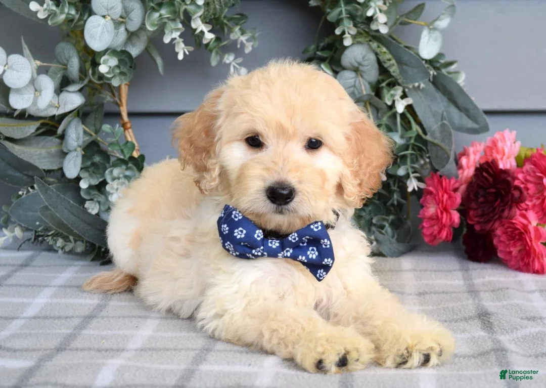 Goldendoodle dogs for sale: Freddie - Ad 2