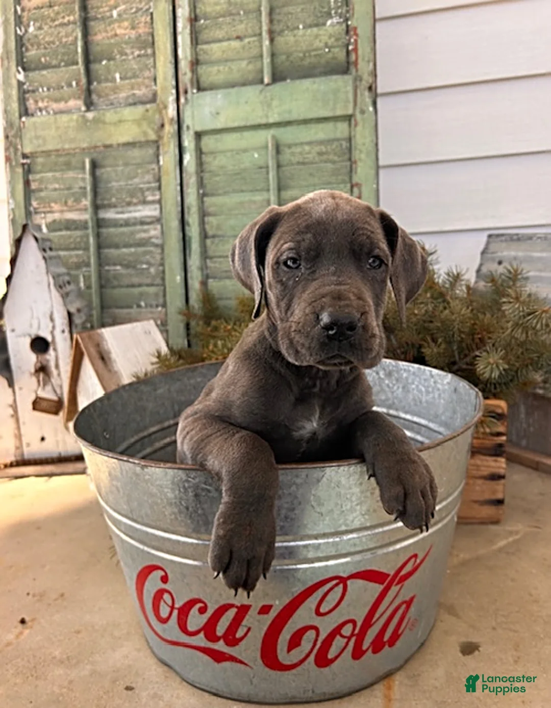 Great Dane dogs for sale: Raine - Ad 1