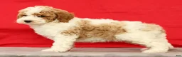 Miniature Poodle dogs for sale: Mitch - Ad 6