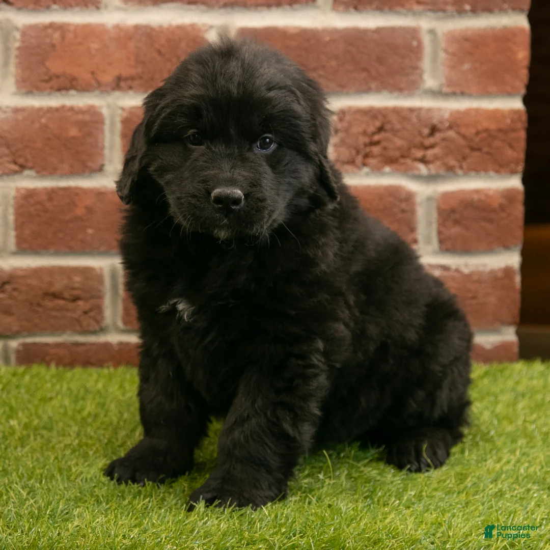 Newfoundland dogs for sale: Betsy - Ad 3