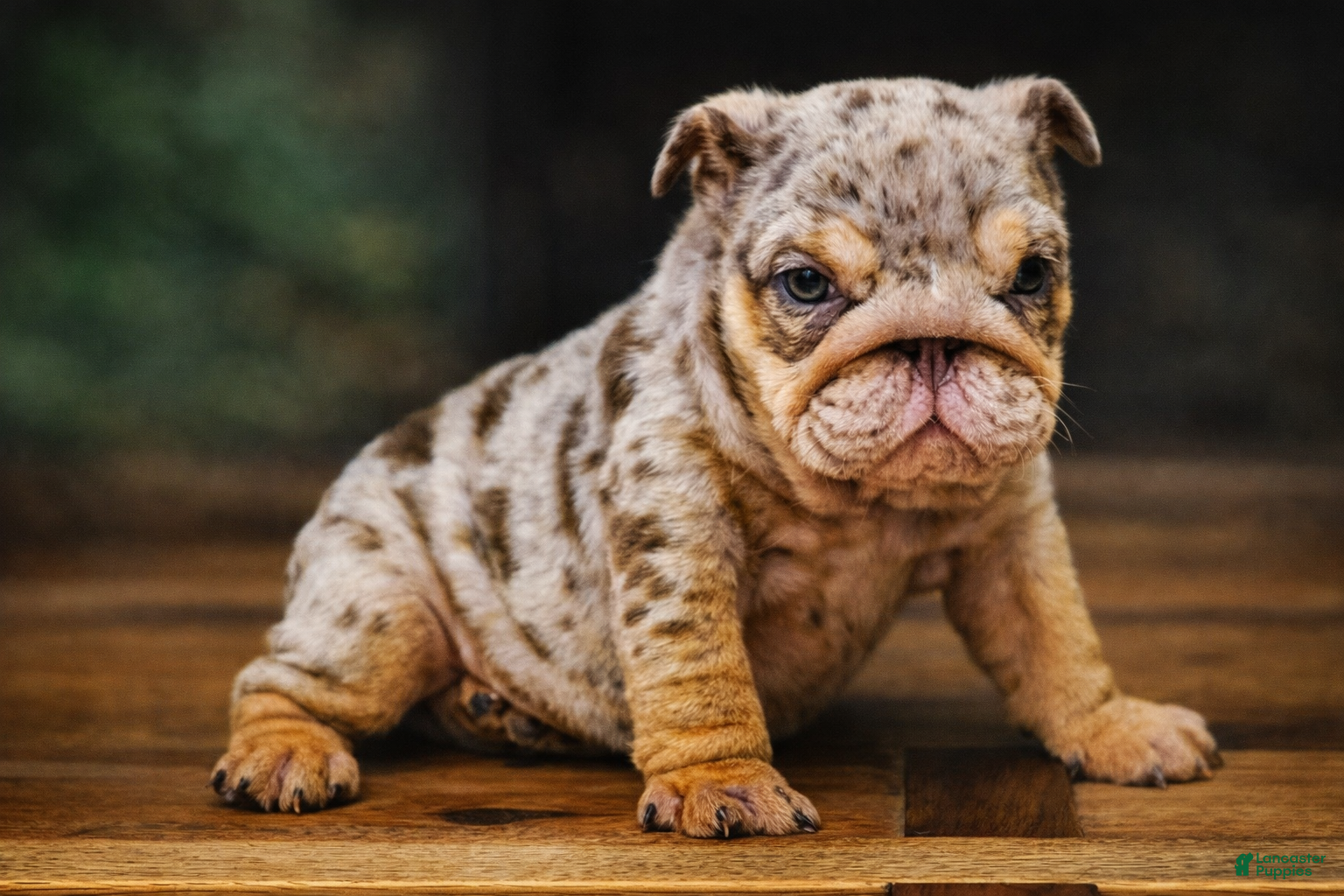 English Bulldog dogs English Bulldog Puppy 1 - Ad 1