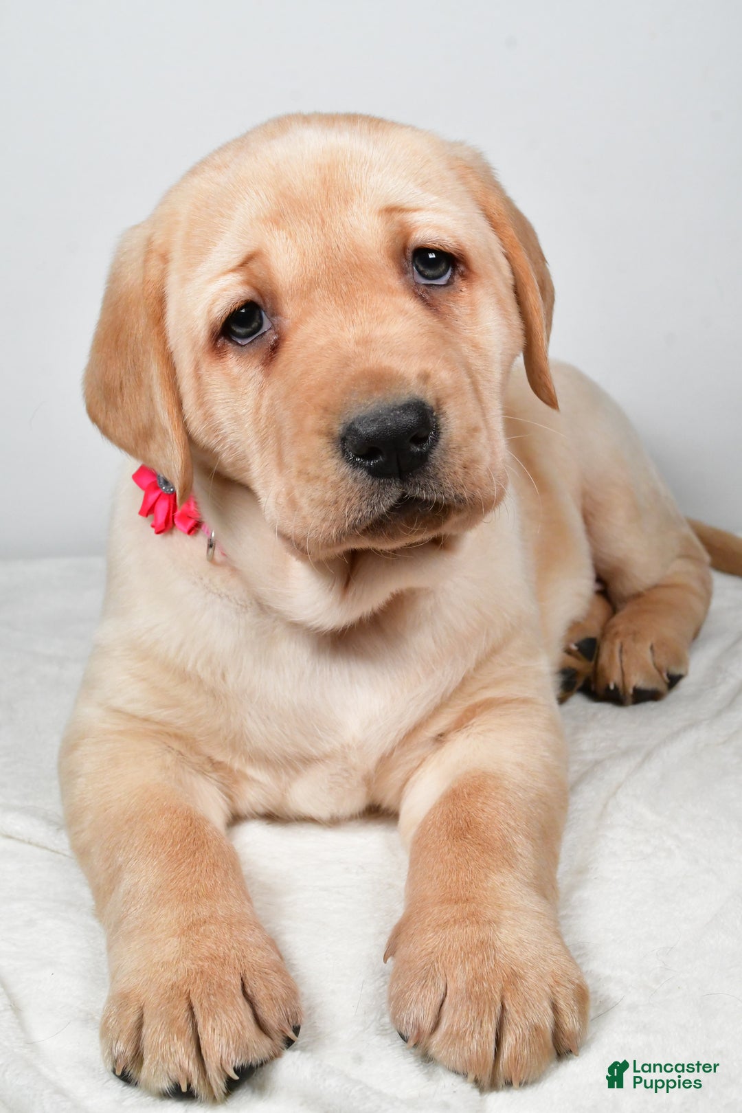 Labrador Retriever dogs for sale: Niagara - Ad 4