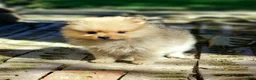 Pomeranian dogs for sale: Jade - Ad 2