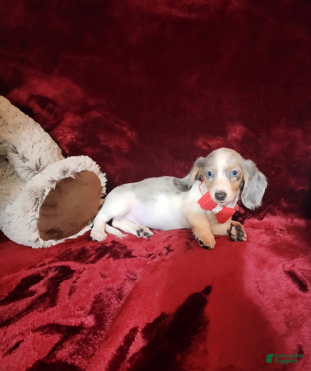 Miniature Dachshund dogs for sale: STORMY - Ad 7