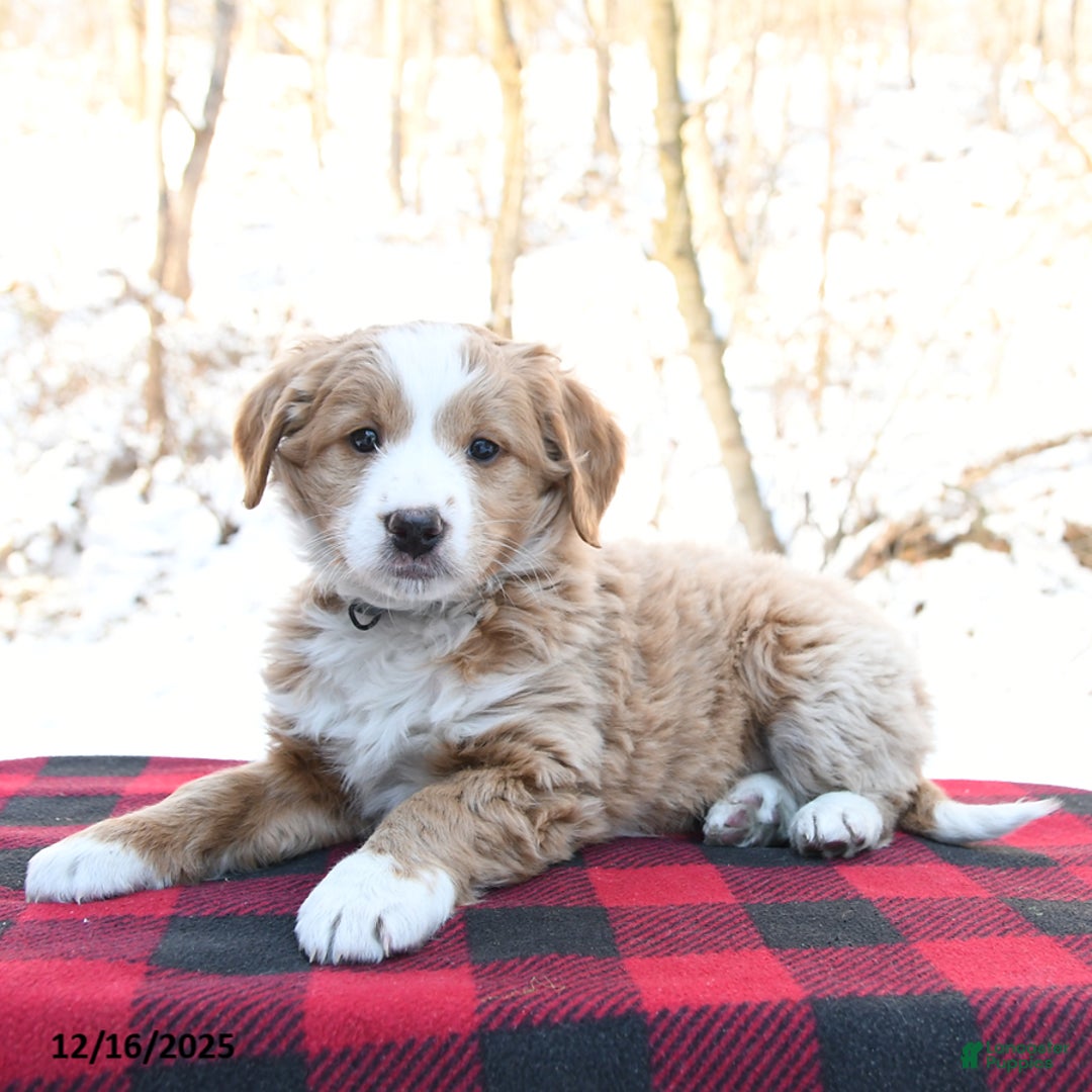 Mini Bernedoodle dogs for sale: Joy - Ad 1