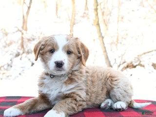 Mini Bernedoodle dogs Joy - Ad 15